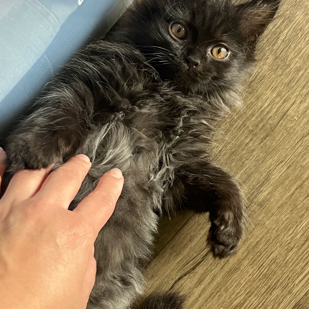 MEET FELIX 🐈‍⬛ - Picture 10 of 12